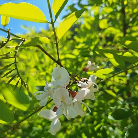 Дом отдыха Vikendica Borjak